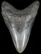 Large, Fossil Megalodon Tooth - Georgia #56349-1